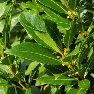 Bay Leaf & Wild Berry