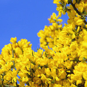 Irish Gorse Bush