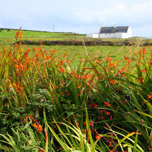 Irish Hedgerow