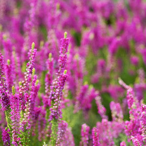 Irish Hill Heather